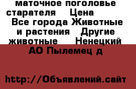 маточное поголовье старателя  › Цена ­ 2 300 - Все города Животные и растения » Другие животные   . Ненецкий АО,Пылемец д.